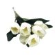TULIPANI