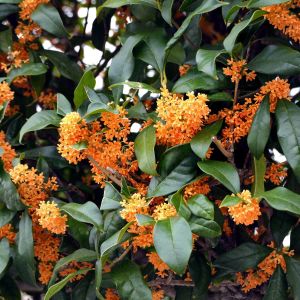 Eterično ulje 10 mL – Osmant (Osmanthus)